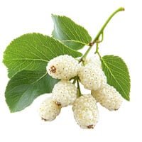 RegenVive Ingredients